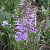 紫萼玉簪
