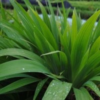 出售兰花鸢尾，细叶麦冬