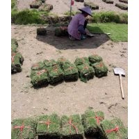 贵州马尼拉草皮批发价，贵州草皮/草坪，贵州绿化草坪