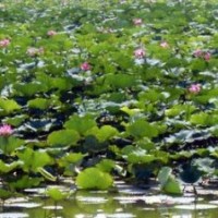 主导产品有，野生粉红莲（种苗）、荷花（种苗）、精品荷花（种苗