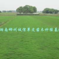 园林绿化草皮 马尼拉草皮 公园绿化 高速公路绿化草皮大量批发