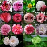 根系粗壮茶花苗室内庭院盆栽茶花小苗大红茶花苗