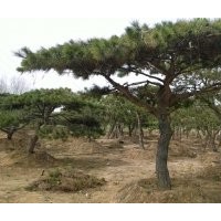 山东青岛工程绿化专用油松树 景观树 造型油松树