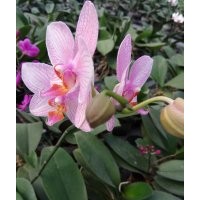 浙江温州批发出售蝴蝶兰，鲜艳高品质蝴蝶兰花出售销售，种植基地