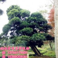 为什别人的日本罗汉松树冠那么丰满，为大家分享下自己的见解...