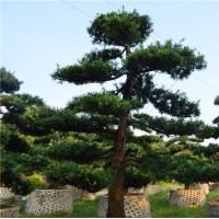 批发日本大陆台湾罗汉松价格绿化树风水树造型罗汉松行道树