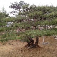 造型松树；油松；15公分以上