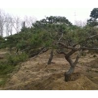 山东绿化专用油松树 景观树