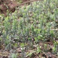 “植物大熊猫”曼地亚红豆杉小苗