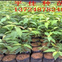 樱花苗批发商供应樱花树苗樱花小苗樱花种苗樱花袋苗