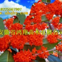 桂花小苗1公分2公分3公分5公分8公分桂花价格