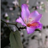 50万宫粉紫荆花（洋紫荆)高1米到1.5米0.9元