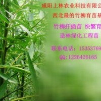 上林竹柳 短期低投入 高效益