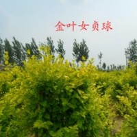 金叶女贞.北海道黄杨.紫叶小檗.迎春.金边黄杨