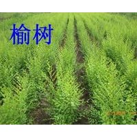 【精品推荐】供应0.6-5cm榆树小苗，一级圃苗，20万株。