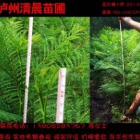 泸州清晨苗圃供应蓝花楹小苗高80-100CM