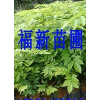 降香黄檀苗 黄花梨苗 和降香黄檀种子 海南黄花梨苗