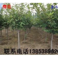 樱花【樱花小苗】【1米以上樱花苗】