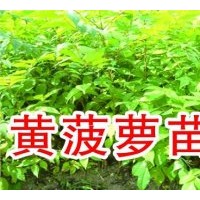 出售黄菠萝苗 籽 刺嫩芽苗籽 沙棘苗