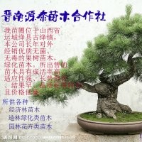 长期供应白皮松，油松，国槐苗等