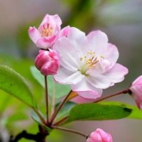 西府海棠种植基地