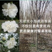 木槿基地3公分粗白花木槿分枝点1米高木槿树苗价格