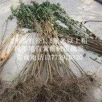 到江苏买紫薇小苗就找恒屹生态緑化苗木场