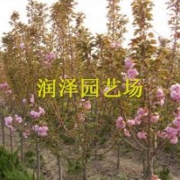 樱花价格、樱花基地、樱花大树、绿化树