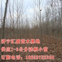 处理山东济宁法桐小苗1公分，2公分价格