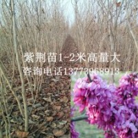 1-2米高紫荆树苗春季3月开花绿化树苗满条红苗