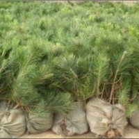 山东瑞海绿化苗木基地供应优质黑松苗，侧柏苗，油松苗