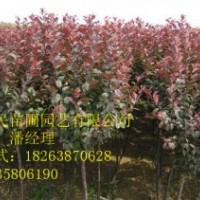 供应山东泰安红叶李、紫叶李 品种纯正 0.5-3公分