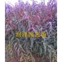 红叶碧桃/绿叶碧桃/菊花碧桃/龙柱碧桃尽在润泽园艺碧桃基地