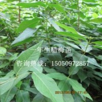 50厘米高腊梅苗批发初冬开花苗寒冬一道美丽风景线腊梅花苗1元一