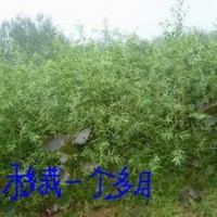 江苏徐州供应优质竹柳苗杨树苗