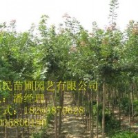 供应山东五角枫 0.5-3公分 自家种植
