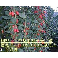 出售：优质枸杞树 枸杞小苗 金银花树 金银花小苗