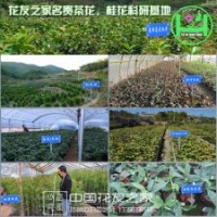 花友之家稀有茶花苗 精品桂花苗