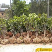 批发茶花球 湖南茶花球价格 精品茶花球价格 茶花球基地批