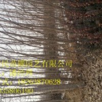 供应山东 杨树 0.5-6公分