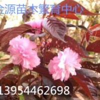 樱花、红叶樱花、红叶樱花接穗