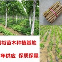 出售1公分法桐小苗6公分速生法桐山东东营价格