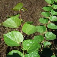 沭阳巨紫荆基地巨紫荆特色树种直销