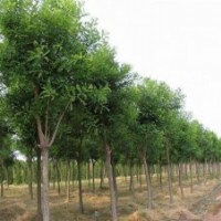 低价供应绿化苗木 园林苗木