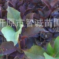 大量供应紫叶稠李小苗