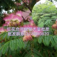 专业出售绒花树小苗绒花树大苗绒花树价格