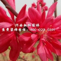 嫣红菊花桃桃枫园林优价品优大量出售