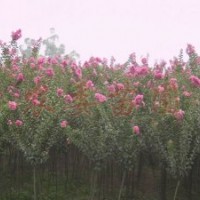 优质风景树苗 紫薇 大叶垂榆 常年出售