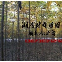 栾树价格|3公分栾树价格