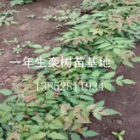 供应一年生栾树苗粗度在0.8公分左右栾树树苗价格